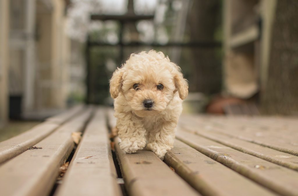 cute beige shih poo maltipoo dog walking wooden deck